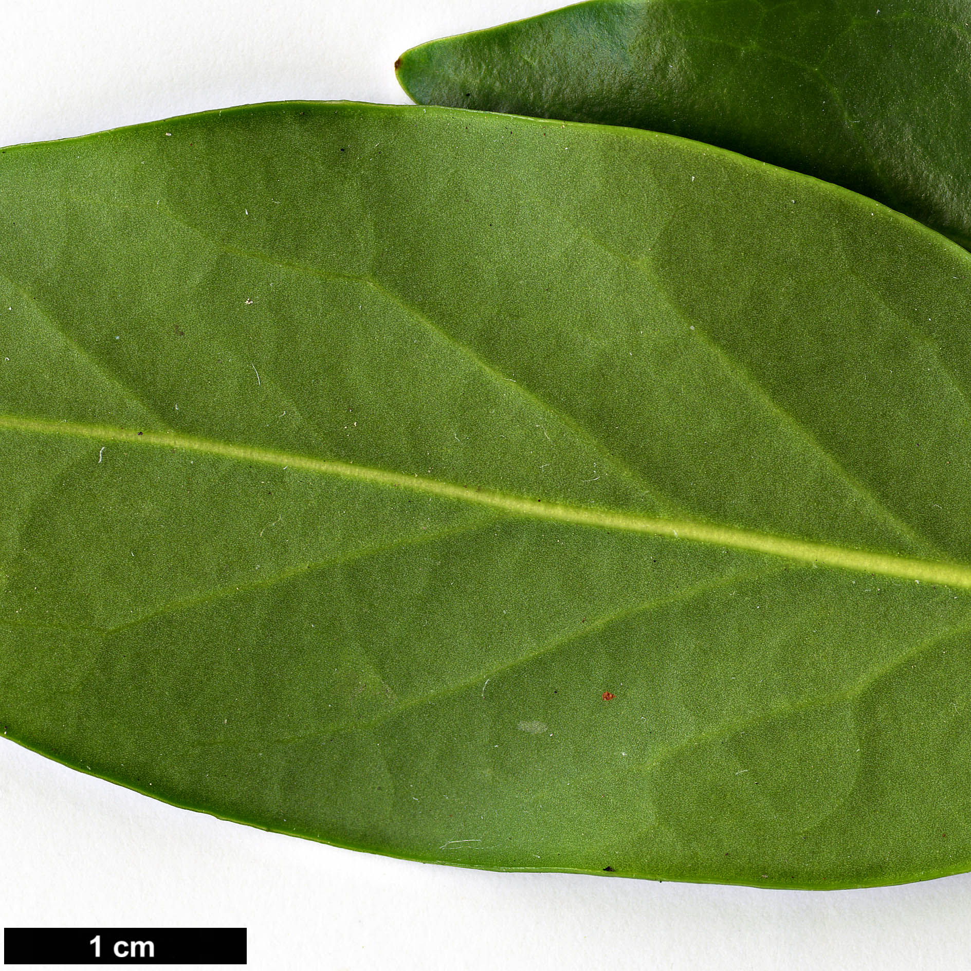 High resolution image: Family: Aquifoliaceae - Genus: Ilex - Taxon: integra - SpeciesSub: var. leucoclada